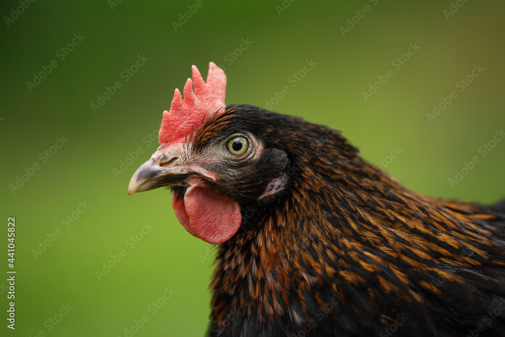 Marans hen isolated on white hen in nature background Marans hen isolated on white hen in nature background