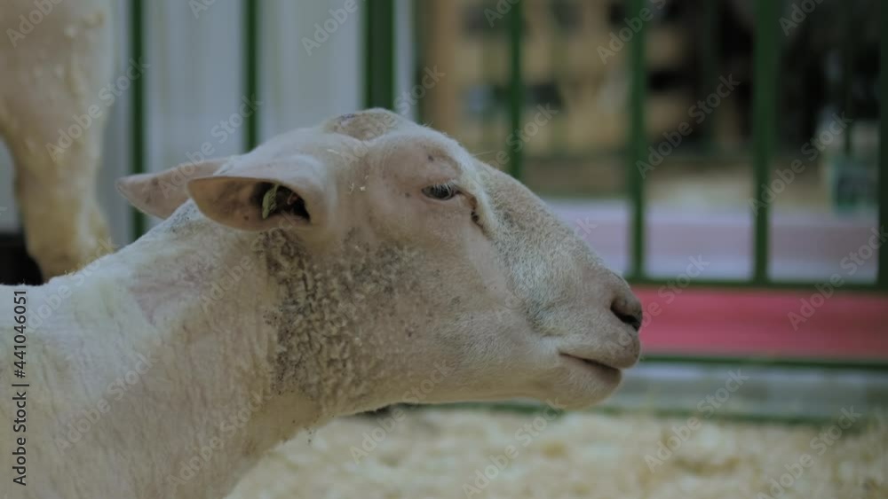 Close up side view: portrait of white sheep eating hay at agricultural animal exhibition, small cattle trade show. Farming, feeding, agriculture industry, livestock and animal husbandry concept Close up side view: portrait of white sheep eating hay at agricultural animal exhibition, small cattle trade show. Farming, feeding, agriculture industry, livestock and animal husbandry concept