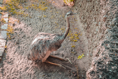 Photo of an ostrich sitting on the sand in a Park
