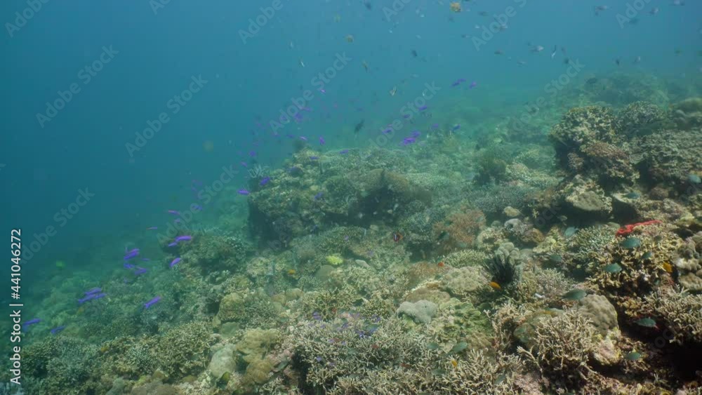 Coral reef underwater with tropical fish. Hard and soft corals, underwater landscape. Travel vacation concept Coral reef underwater with tropical fish. Hard and soft corals, underwater landscape. Travel vacation concept