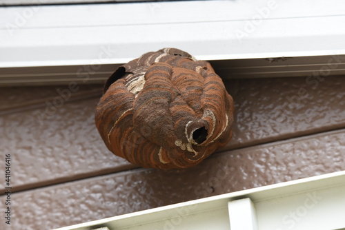 Extermination of hornets. Nest removal work.