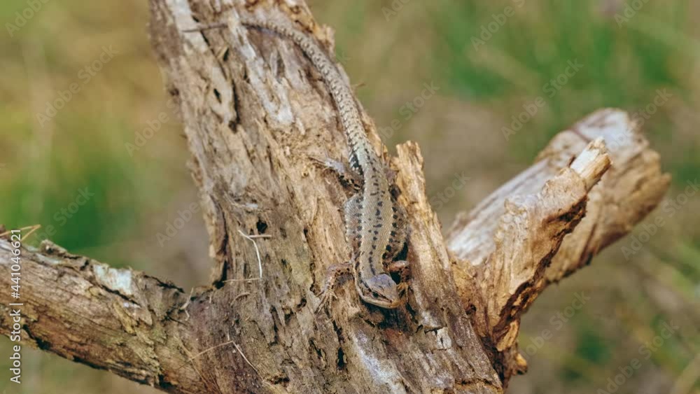 Viviparous lizard (Zootoca Lacerta vivipara) reptile resting in forest Viviparous lizard (Zootoca Lacerta vivipara) reptile resting in forest