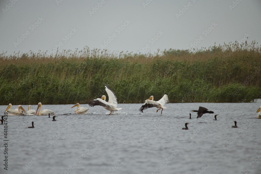 Pelican flying at Donau Delta on a sunny day Pelican flying at Donau Delta on a sunny day