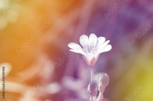 Lovely delicate background of spring flowers close-up. Natural background, greeting card. © Анастасія Шатирова