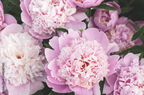Beautiful natural flowers peonies. Bouquet of pink peonies close-up, selective focus. Lovely floral background