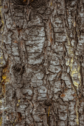Wooden Texture of a tree