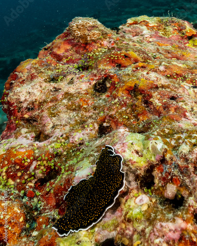 Yellow Papillae Flatworm, Thysanozoon nigropapillosum, in Maldives photo