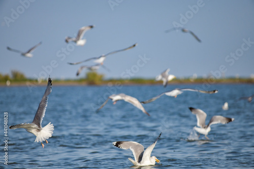 Pelican flying at Donau Delta on a sunny day