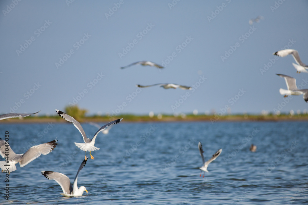 Pelican flying at Donau Delta on a sunny day