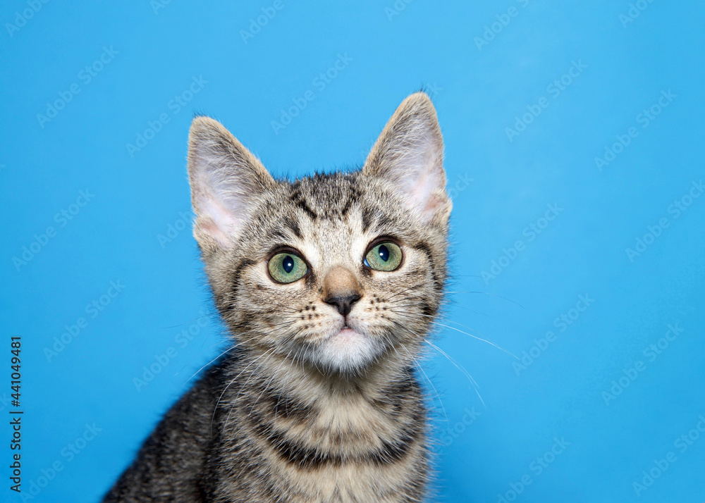 Portrait of an adorable black, tan and brown striped tabby kitten looking at viewer. Blue background.