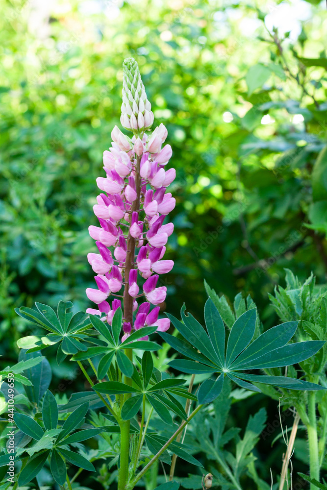 Pink lupine flower among greenery