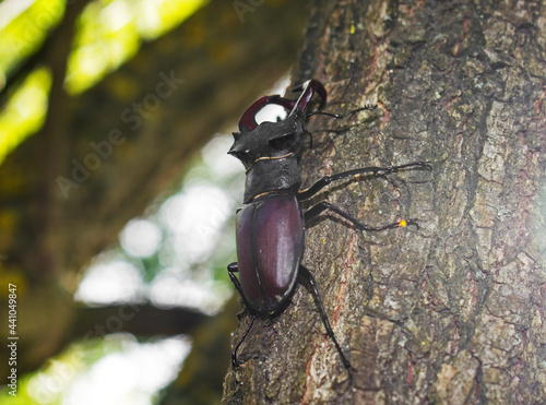 Stag beetle. Large beetle with horns on the bark of the tree.