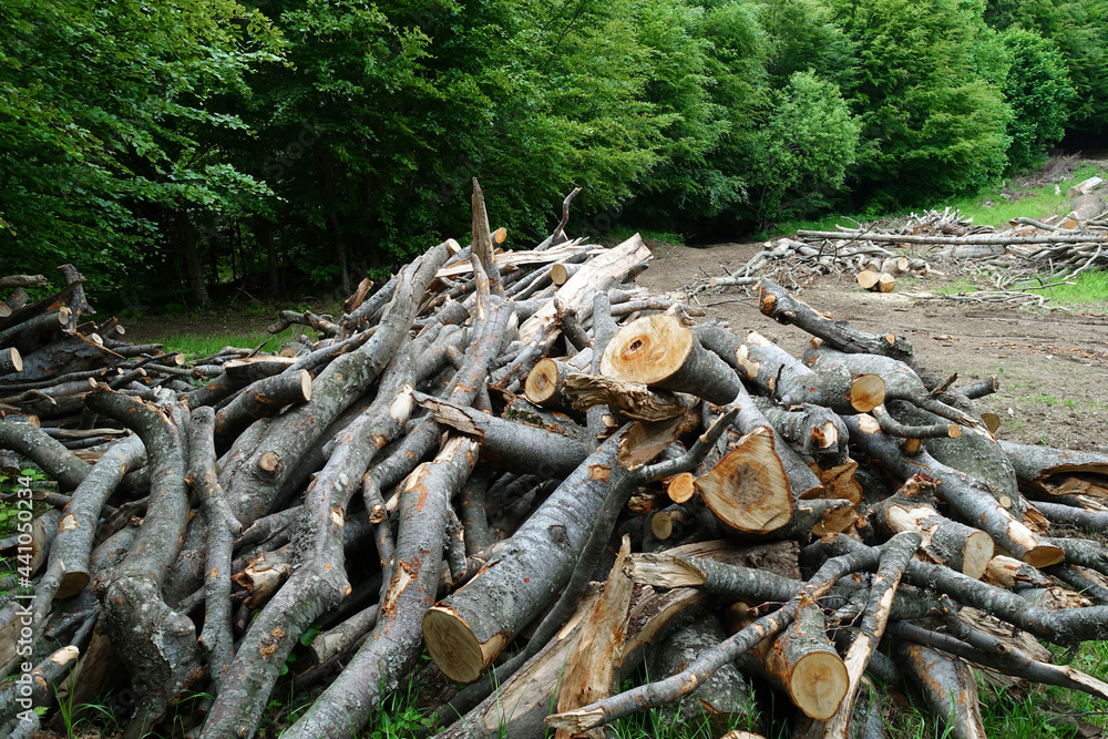 Deforestation of forest nature. Deforestation of forest trees. Nature. Deforestation. Natural environment deforestation. Forest nature. Cut down trees in nature. Nature forest, branches and trees. Def Deforestation of forest nature. Deforestation of forest trees. Nature. Deforestation. Natural environment deforestation. Forest nature. Cut down trees in nature. Nature forest, branches and trees. Def