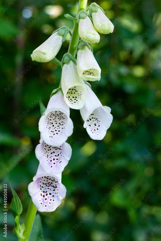 Close-up of the digitalis flowers