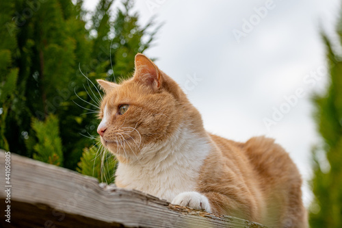 Ginger cat looking alert on a fence wall