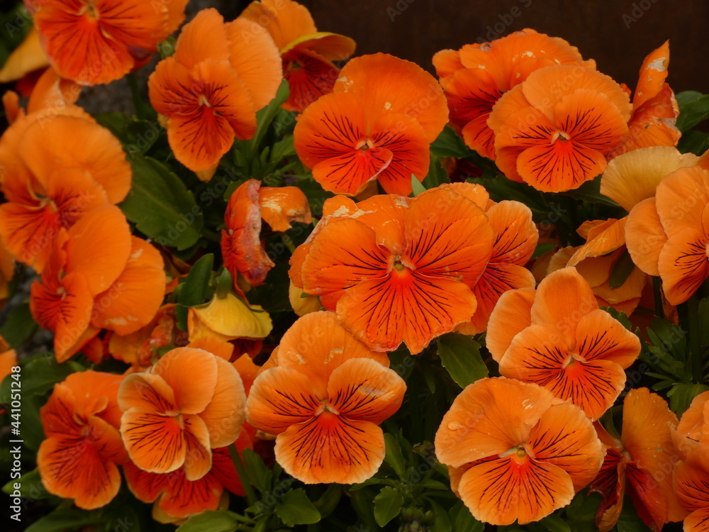 Close up of orange pansy flowers Close up of orange pansy flowers