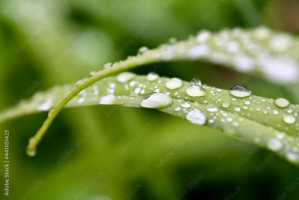 Morning Dew Morning Dew