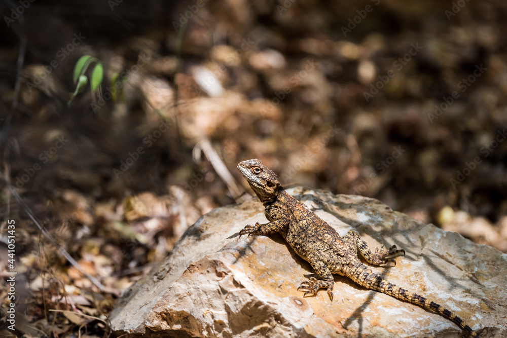 Lizard ( Stellagama stellio ) is basking on a stone on a warm spring day in the park. Lizard ( Stellagama stellio ) is basking on a stone on a warm spring day in the park.
