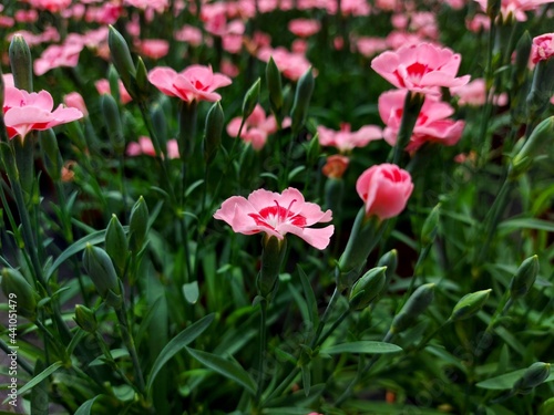 pink carnations in early summer in June