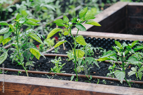 Quadro em tela Pepper and tomatoes growing in a greenhouse in elevated garden beds, filled with good fertile soil