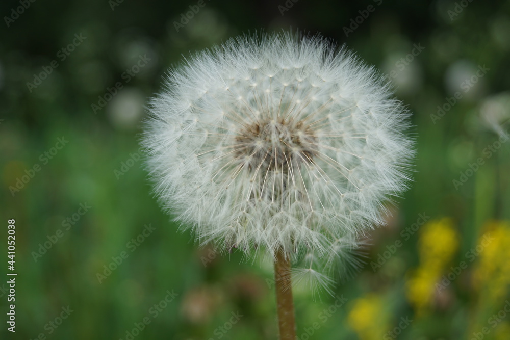 Fototapeta premium dandelion in the grass about to spread it's seeds