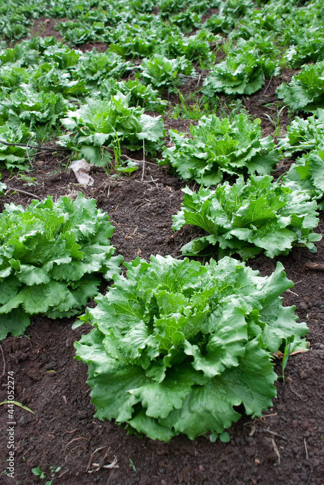 Large fields of lettuce. Cultivated in the open sky Large fields of lettuce. Cultivated in the open sky