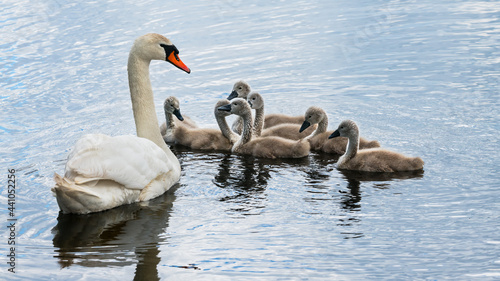 White mute swan family on pond. Cute small cygnet childrens with loving mother. Cygnus olor. Closeup of wild aquatic birds on blue rippled water surface. Elegant waterbird with group of little babies.