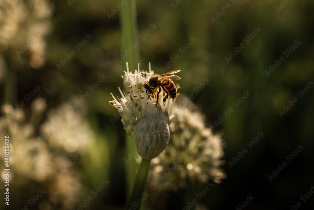 bee on a flower bee on a flower