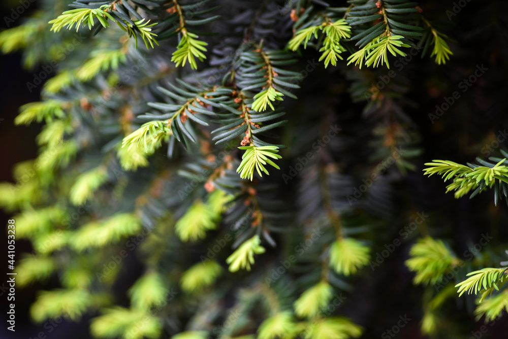 New tree shoots blooming in spring, green buds. New tree shoots blooming in spring, green buds.