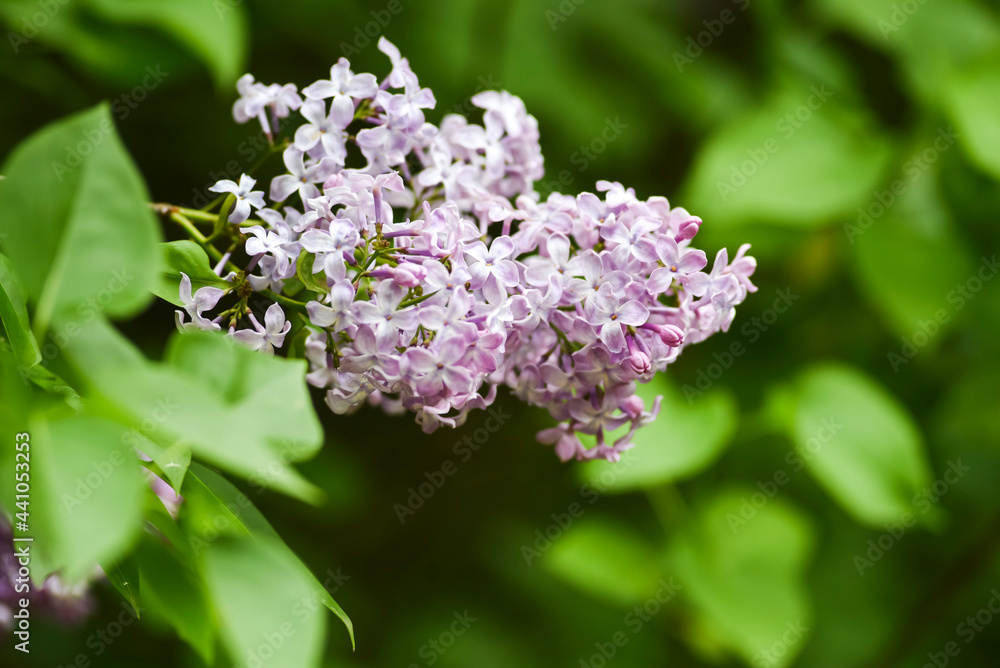 Blooming lilac flowers in spring. Blooming lilac flowers in spring. Blooming lilac flowers in spring. Blooming lilac flowers in spring.