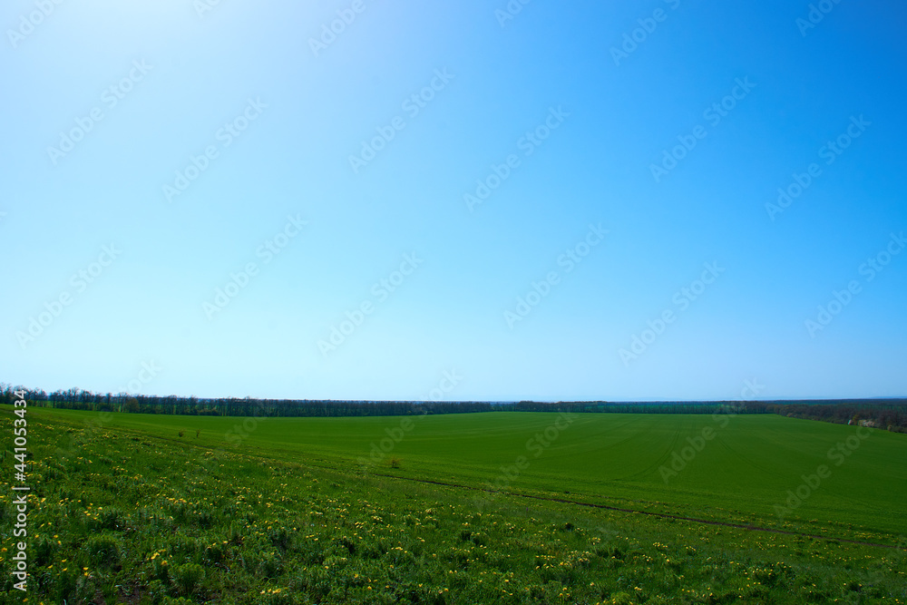 Peaceful Grass Field and Clear Blue Sky image