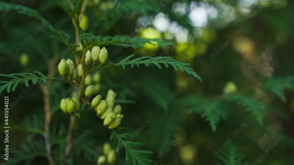 Cypress berries on a branch of an evergreen thuja bush with delicate rounded needle-like leaves. Organic conifer - juniper. Cypress berries on a branch of an evergreen thuja bush with delicate rounded needle-like leaves. Organic conifer - juniper.