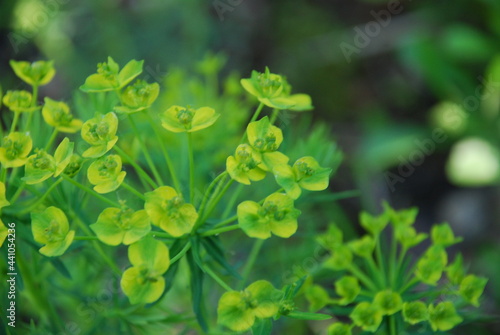 Euphorbia virgata is a family of Euphorbiases. It is also called the iron man, the rakitov potion perennial plant with numerous branched stems. The flowers are still green with two petals.
