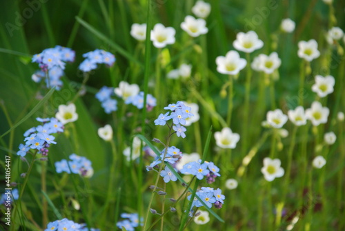 Euphorbia virgata and common violet. Small flowers of violets and Euphorbia virgata grow next to each other in a flower bed. Small blue and white flowers on thin green legs.