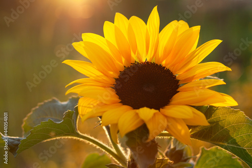 Obraz na płótnie Sunflower in the light of the setting sun w salonie