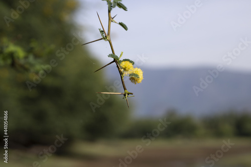 Closeup shot of flowers of Vachellia Nilotica, Acacia Nilotica, Babhul Tree, India photo