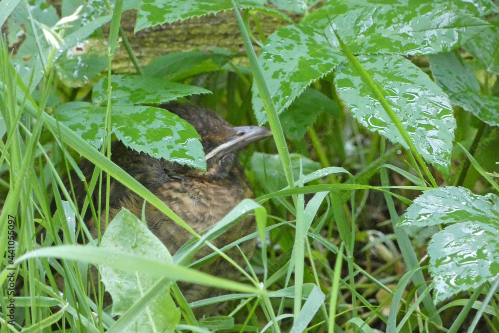 Young blackbird camouflaged to wait for feeding