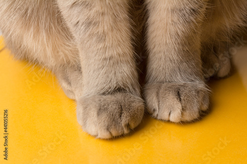 Gray cat paws on yellow background. Cat paws. animal claws. Grey colour. Pets. British breed. Predator. Animal world. Wool and fur. Background image.