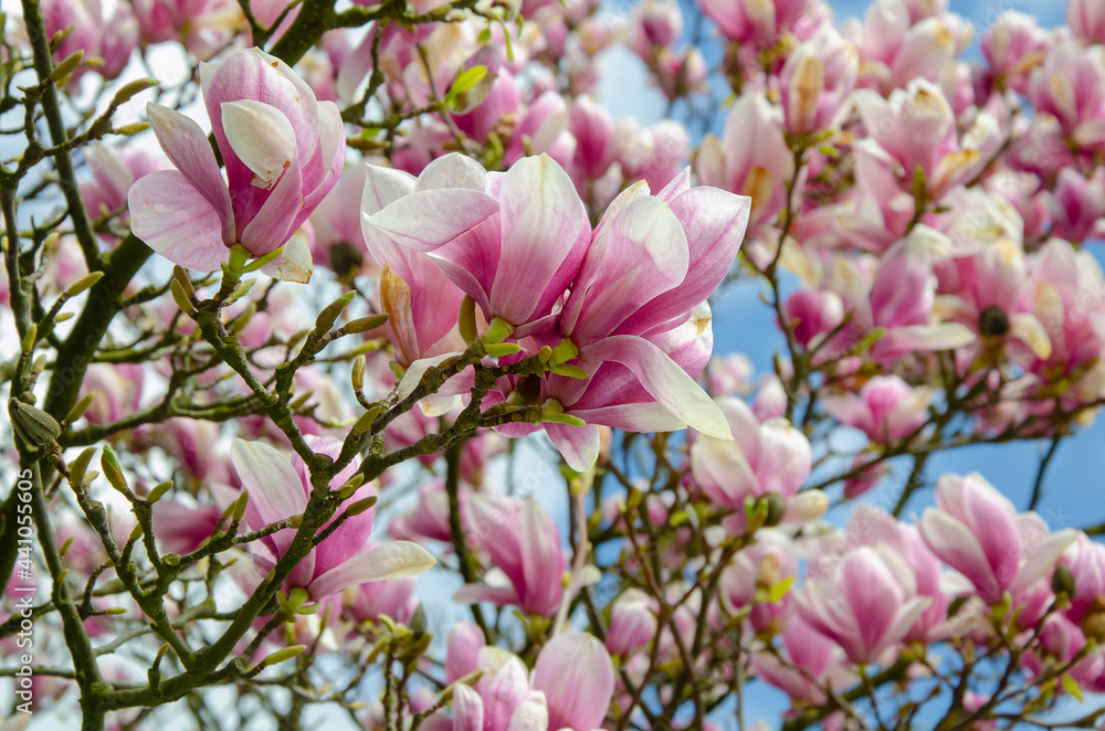 Blooming magnolia tree close up