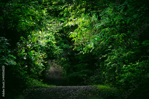 Path in the Panamanian rainforest © Walter