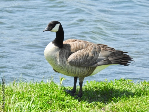 Cackling Goose