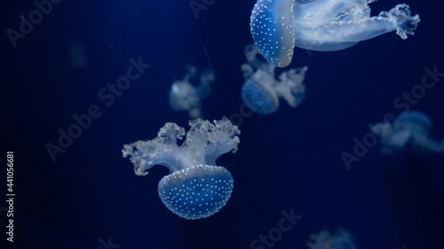 jelly fish in aquarium photo