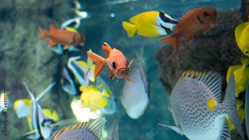 fish in aquarium