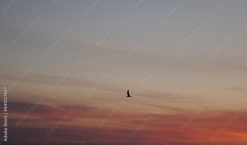 seagull in the sky. seagull in flight. birds in the sky. seagull in the sky. seagull in flight. birds in the sky.