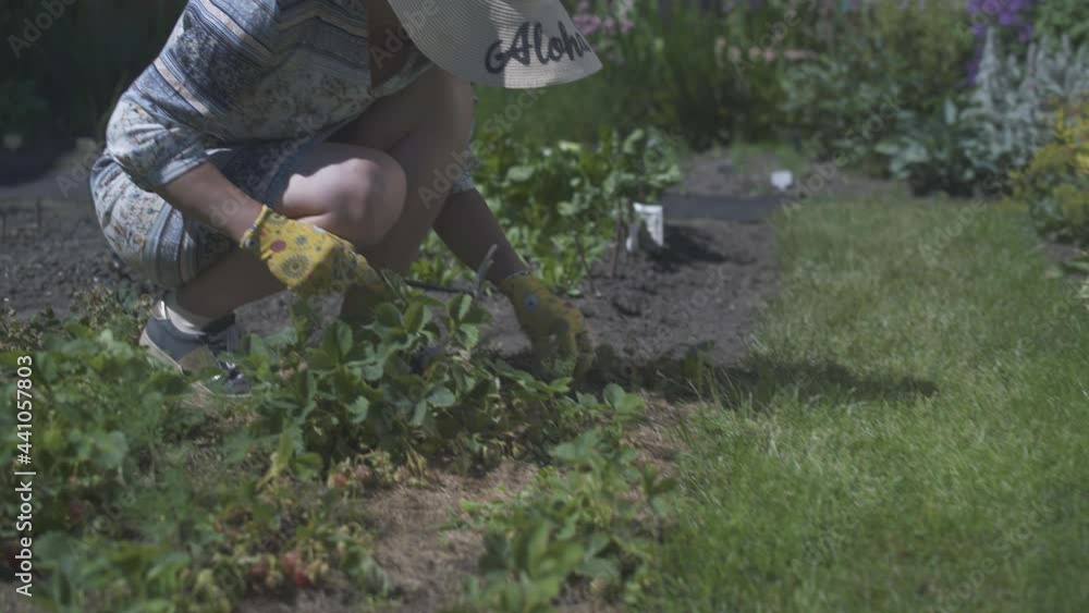 A woman in a straw hat is weeding and cultivating in her backyard. Strawberry and dill care. A woman in a straw hat is weeding and cultivating in her backyard. Strawberry and dill care.