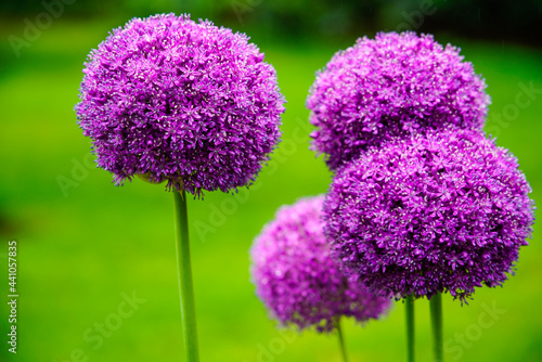 purple allium flowers in a garden  with green background  photo