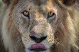 A lion on the Serengeti