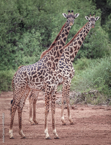 Giraffes on the Serengeti
