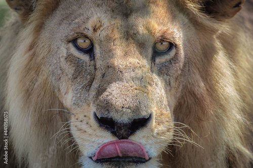 Fotografija A lion on the Serengeti