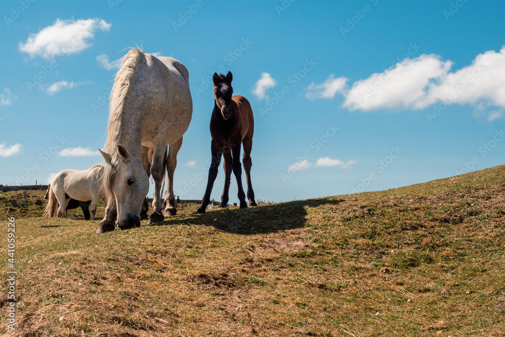 Fototapeta premium White mother horse and small cute foal in a field on warm sunny day. Rich blue cloudy sky. Equine industry. Family concept